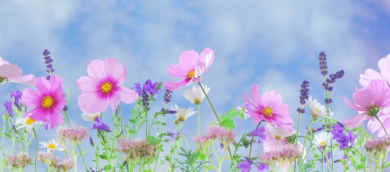 Fairy Realm Image